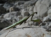 Mantis religiosa (Linnaeus, 1758)