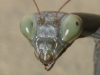 Mantis religiosa (Linnaeus, 1758)