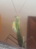 Mantis religiosa (Linnaeus, 1758)