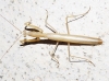 Mantis religiosa (Linnaeus, 1758)