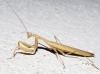 Mantis religiosa (Linnaeus, 1758)