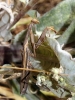Mantis religiosa (Linnaeus, 1758)