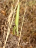 Mantis religiosa (Linnaeus, 1758)