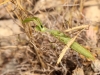 Mantis religiosa (Linnaeus, 1758)