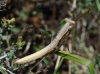Mantis religiosa