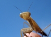 Mantis religiosa