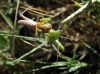 Mantis religiosa