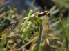 Mantis religiosa