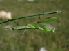 Mantis religiosa