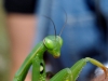 Mantis religiosa