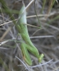 Mantis religiosa