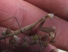 Mantis religiosa