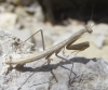 Mantis religiosa