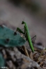 Mantis religiosa