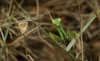 Mantis religiosa