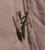 Mantis religiosa