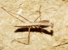 Mantis religiosa