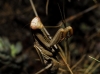 Mantis religiosa