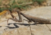 Mantis religiosa
