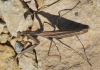 Mantis religiosa