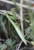 Mantis religiosa Linnaeus, 1758