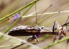 Mantis religiosa Linnaeus, 1758