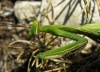 Mantis religiosa Linnaeus, 1758