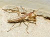Mantis religiosa Linnaeus, 1758