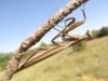 Mantis religiosa Linnaeus, 1758