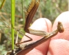 Mantis religiosa Linnaeus, 1758