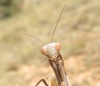 Mantis religiosa Linnaeus, 1758