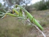 Mantis religiosa (Linnaeus, 1758)