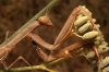Mantis religiosa