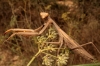 Mantis religiosa