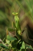 Mantis religiosa