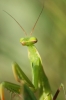 Mantis religiosa