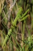 Mantis religiosa