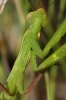 Mantis religiosa