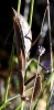 Mantis religiosa Linnaeus, 1758