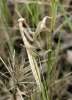 Mantis religiosa Linnaeus, 1758