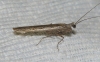 Perlamantis allibertii