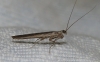 Perlamantis allibertii