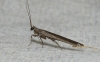 Perlamantis allibertii
