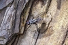 Anthomyidae ? Anthomyidae ?