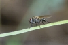 Anthomyiidae sp. ? Anthomyiidae sp. ?