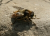 A identificar A identificar