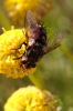 A identificar