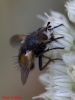 A identificar