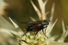 A identificar