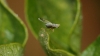 Acanthiophilus helianthi (Rossi, 1794)